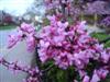 Photo of Genus=Cercis&Species=canadensis&Common=Eastern Redbud&Cultivar=