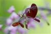 Photo of Genus=Cercis&Species=canadensis&Common=Forest Pansy Redbud&Cultivar='Forest Pansy'