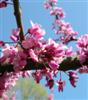 Photo of Genus=Cercis&Species=canadensis&Common=Forest Pansy Redbud&Cultivar='Forest Pansy'