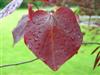 Photo of Genus=Cercis&Species=canadensis&Common=Forest Pansy Redbud&Cultivar='Forest Pansy'