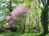 Photo of Genus=Cercis&Species=canadensis&Common=Eastern Redbud&Cultivar=