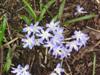 Photo of Genus=Chionodoxa&Species=luciliae&Common=Glory-of-the-Snow&Cultivar=