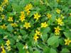 Photo of Genus=Chrysogonum&Species=virginianum&Common=Allen Bush Gold Star&Cultivar='Allen Bush'