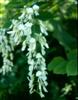 Photo of Genus=Cladrastis&Species=kentukea&Common=Yellowwood&Cultivar=