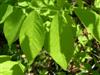 Photo of Genus=Cladrastis&Species=kentukea&Common=Yellowwood&Cultivar=