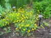 Photo of Genus=Coreopsis&Species=pubescens&Common=Sunshine Superman Tickseed&Cultivar='Sunshine Superman'