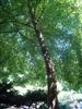Photo of Genus=Cornus&Species=controversa&Common=Giant Dogwood&Cultivar=