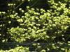 Photo of Genus=Cornus&Species=florida&Common=Flowering Dogwood&Cultivar=