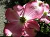 Photo of Genus=Cornus&Species=florida&Common=Pink Flowering Dogwood&Cultivar='Rubra'