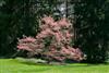 Photo of Genus=Cornus&Species=florida&Common=Pink Flowering Dogwood&Cultivar='Rubra'