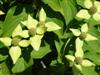 Photo of Genus=Cornus&Species=kousa&Common=Kousa Dogwood&Cultivar=