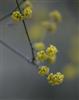 Photo of Genus=Cornus&Species=mas&Common=Cornelian cherry dogwood&Cultivar=