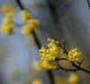 Photo of Genus=Cornus&Species=mas&Common=Cornelian cherry dogwood&Cultivar=