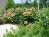 Photo of Genus=Cotinus&Species=coggygria&Common=Daydream Smokebush&Cultivar='Daydream'