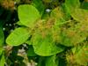 Photo of Genus=Cotinus&Species=obovatus&Common=American Smoketree&Cultivar=