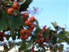 Photo of Genus=Crataegus&Species=viridis&Common=Winter King Hawthorn&Cultivar='Winter King'