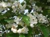 Photo of Genus=Crataegus&Species=viridis&Common=Winter King Hawthorn&Cultivar='Winter King'