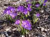 Photo of Genus=Crocus&Species=vernus&Common=Crocus&Cultivar=