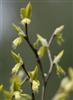 Photo of Genus=Dirca&Species=palustris&Common=Leatherwood&Cultivar=
