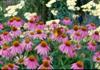 Photo of Genus=Echinacea&Species=purpurea&Common=Kim's Knee High Coneflower&Cultivar='Kim's Knee High'