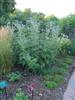 Photo of Genus=Echinops&Species=ritro&Common=Globe Thistle&Cultivar=