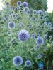 Photo of Genus=Echinops&Species=ritro&Common=Globe Thistle&Cultivar=