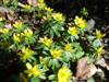 Photo of Genus=Eranthis&Species=hyemalis&Common=Winter Aconite&Cultivar=