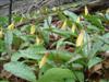Photo of Genus=Erythronium&Species=americanum&Common=Trout Lily&Cultivar=
