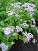 Photo of Genus=Eupatorium&Species=coelestinum&Common=Hardy Ageratum&Cultivar=