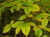 Photo of Genus=Fagus&Species=grandifolia&Common=American Beech&Cultivar=