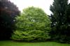 Photo of Genus=Fagus&Species=sylvatica&Common=Fernleaf Beech&Cultivar='Asplenifolia'