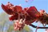 Photo of Genus=Fagus&Species=sylvatica&Common=Klein Copper European Beech&Cultivar='Klein Copper'