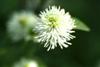 Photo of Genus=Fothergilla&Species=gardenii&Common=Dwarf Fothergilla&Cultivar=