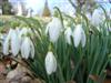 Photo of Genus=Galanthus&Species=nivalis&Common=Snowdrop&Cultivar=