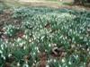 Photo of Genus=Galanthus&Species=nivalis&Common=Snowdrop&Cultivar=