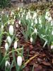 Photo of Genus=Galanthus&Species=nivalis&Common=Snowdrop&Cultivar=