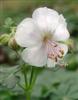 Photo of Genus=Geranium&Species=x cantabrigiense&Common=Biokovo Geranium&Cultivar='Biokova'