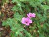 Photo of Genus=Geranium&Species=&Common=Dily's Geranium&Cultivar='Dilys'