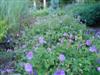 Photo of Genus=Geranium&Species=&Common=Rozanne Cranesbill&Cultivar='Rozanne'