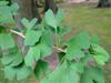 Photo of Genus=Ginkgo&Species=biloba&Common=Ginkgo&Cultivar=