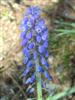 Photo of Genus=Muscari&Species=armeniacum&Common=Grape Hyacinth&Cultivar=