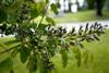 Photo of Genus=Gymnocladus&Species=dioicus&Common=Kentucky Coffeetree&Cultivar=