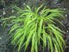 Photo of Genus=Hakonechloa&Species=macra&Common=Golden Hakonechloa&Cultivar='Aureola'