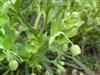 Photo of Genus=Helleborus&Species=foetidus&Common=Stinking Hellebore or Green Hellebore&Cultivar=