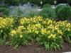 Photo of Genus=Hemerocallis&Species=&Common=Happy Returns Daylily&Cultivar='Happy Returns'