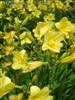 Photo of Genus=Hemerocallis&Species=&Common=Happy Returns Daylily&Cultivar='Happy Returns'