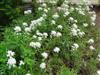 Photo of Genus=Iberis&Species=sempervirens&Common=Evergreen Candytuft&Cultivar=