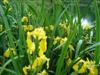 Photo of Genus=Iris&Species=pseudacorus&Common=Yellow Flag Iris&Cultivar=