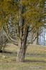Photo of Genus=Juniperus&Species=virginiana&Common=Eastern redcedar&Cultivar=