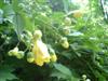 Photo of Genus=Kirengeshoma&Species=palmata&Common=Yellow Wax-bells&Cultivar=